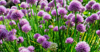 Fines herbes au jardin : La ciboulette