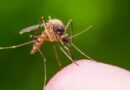 8 Conseils pratiques pour éviter les piqûres d’insectes