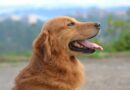Quand dois-je faire stériliser mon chien?
