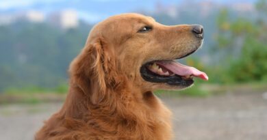 Quand dois-je faire stériliser mon chien?