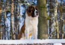 Le Saint Bernard