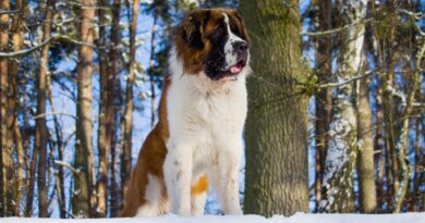 Le Saint Bernard