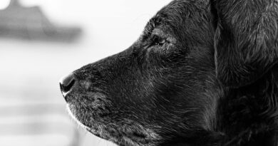 Dossier vieillissement de mon chien partie 1: A quel âge mon chien est-il considéré comme sénior?