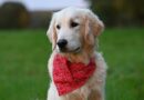 Dix belles photos de Golden Retriever