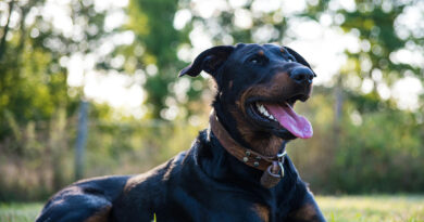 Don de 10,000 à l’organisme SPCA La Vallée