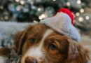 Dix magnifiques photos de chiens et leurs chapeaux de Noël