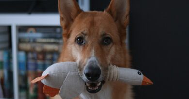 Nos toutous et leurs jouets : bien plus qu’un simple jeu Nos toutous et leurs jouets : bien plus qu’un simple jeu