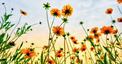 Le pouvoir discret des fleurs : quand la nature change le monde sans faire de bruit