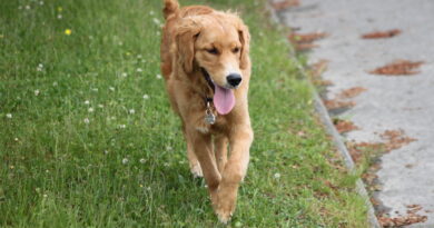 Quand la nature se réveille… les tiques aussi : protéger son chien avec vigilance