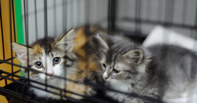 Un billet pour un grand geste envers les animaux du Madawaska