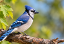 oiseaux