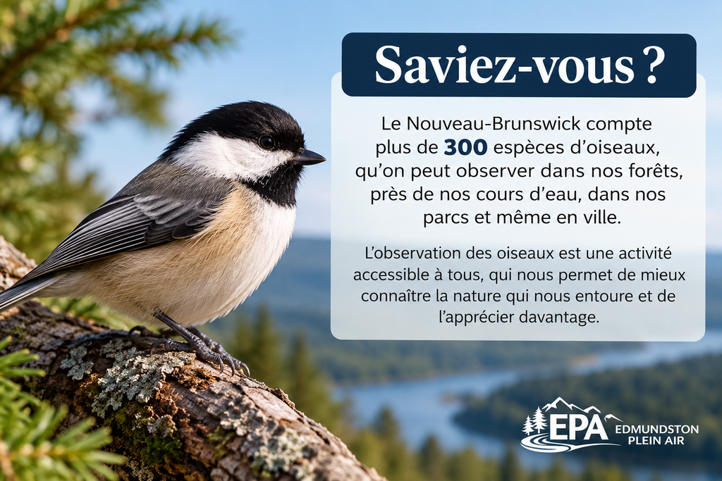 oiseaux