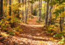 Marcher en automne : le plaisir des sentiers, l’importance d’être bien chaussé