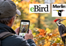 Ornithologie : découvrez les applications eBird et Merlin lors d’un atelier à Edmundston