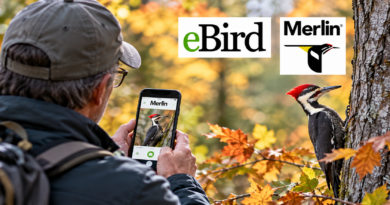 Ornithologie : découvrez les applications eBird et Merlin lors d’un atelier à Edmundston